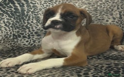 Boxer dogs for sale: Bouncy beautiful boxers  - Image 22
