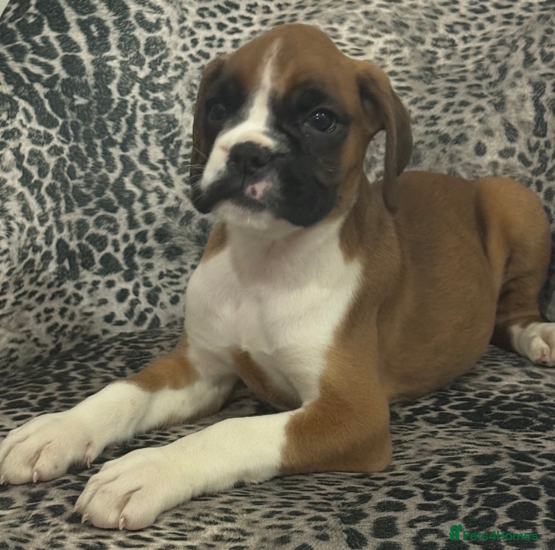 Boxer dogs for sale: Bouncy beautiful boxers  - Image 22