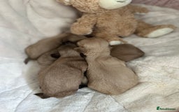 Shih Tzu dogs for sale: Beautiful shihtzu puppies - Image 2