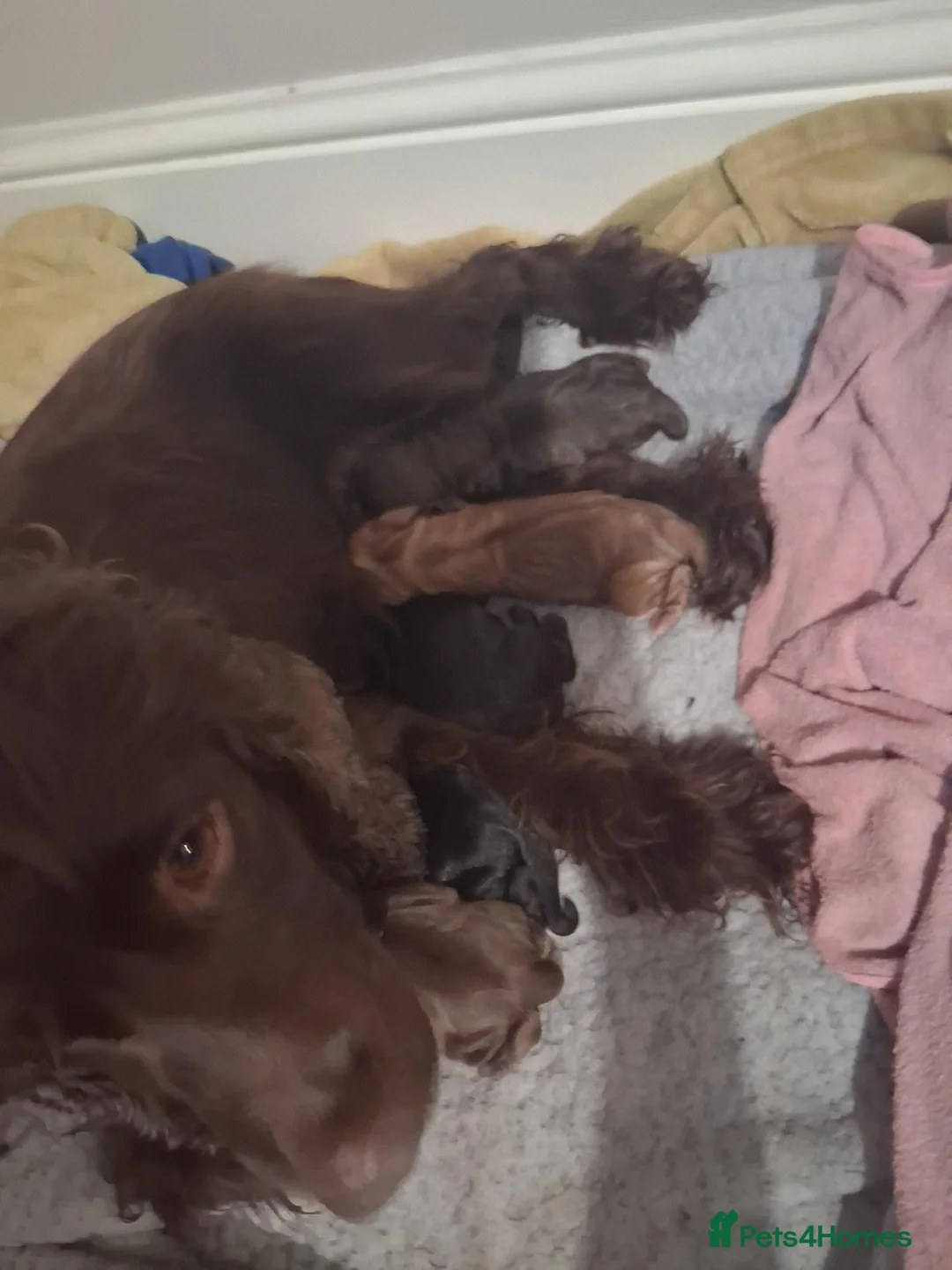 Cocker Spaniel dogs for sale: Cocker spaniel puppies  - Advert 10