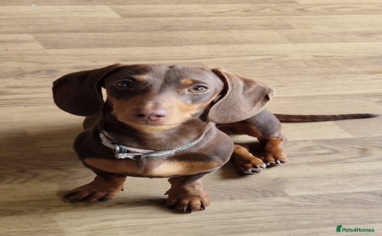 Miniature Dachshund dogs - Advert 9