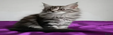 Maine Coon 2