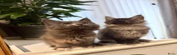 Maine Coon cats for sale: Pedigree Maine Coon kitten, super cute & playful - Advert 3