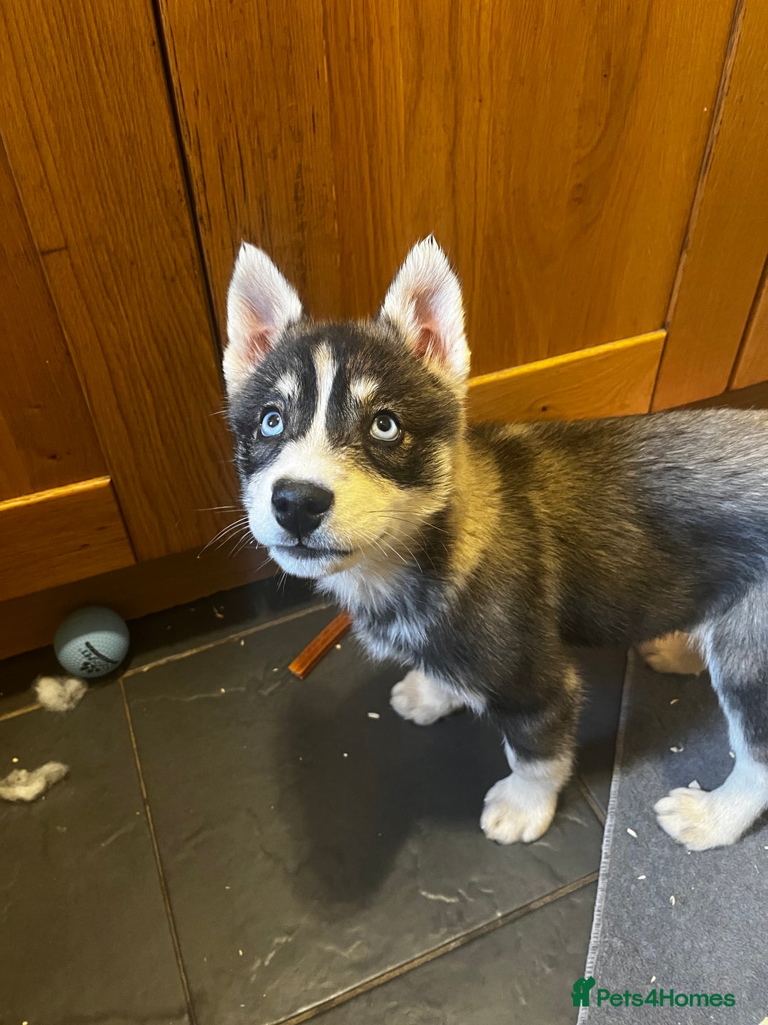 Siberian Husky dogs for sale: Stunning Husky Puppies - Advert 5