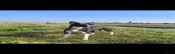 Lurcher dogs for sale: Lurcher Puppies  - Advert 9