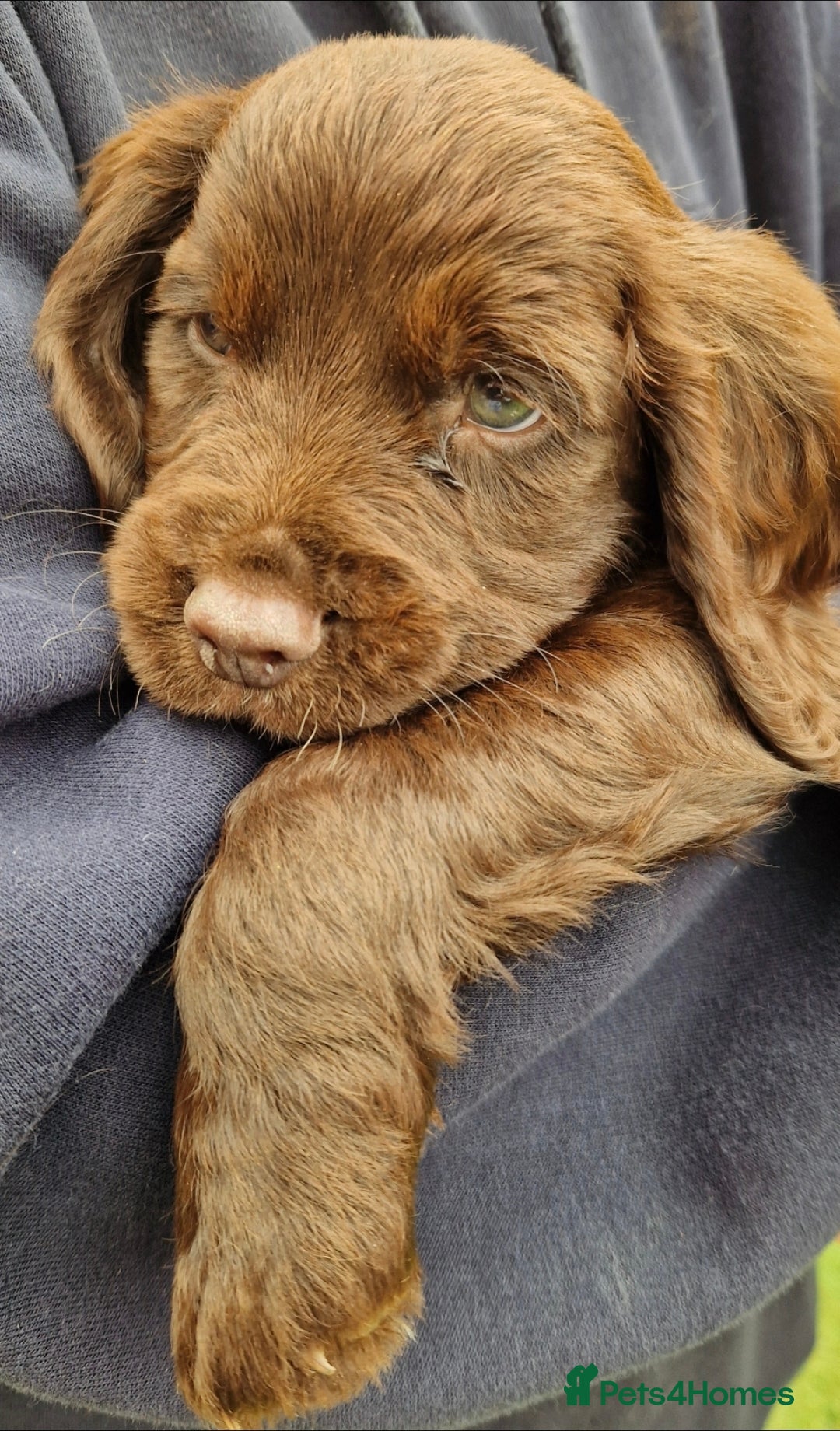 Cocker Spaniel dogs for sale: KC Working cocker spaniel puppies ready to leave - Image 5