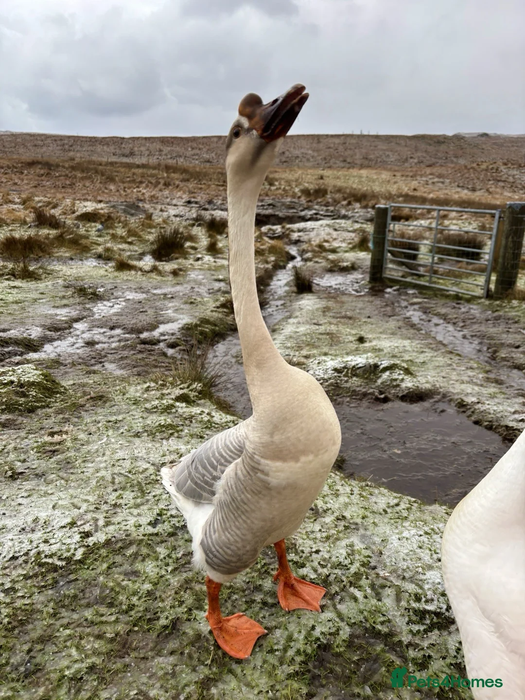 Geese poultry for sale: 4 Chinese Goose Hatching Eggs-brown,white,lavender in Isle of Lewis - Advert 9