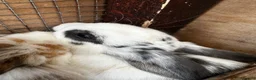 Mixed Breed rabbits for sale: Rabbits for sale in Oswestry - Advert 10