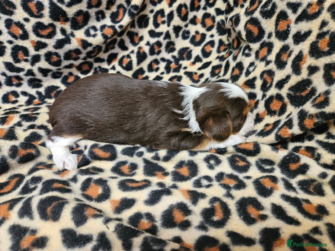 Yorkshire Terrier dogs for sale: 🤎 DNA tested parents 🤎 1 girl, 1 boy - Advert 14