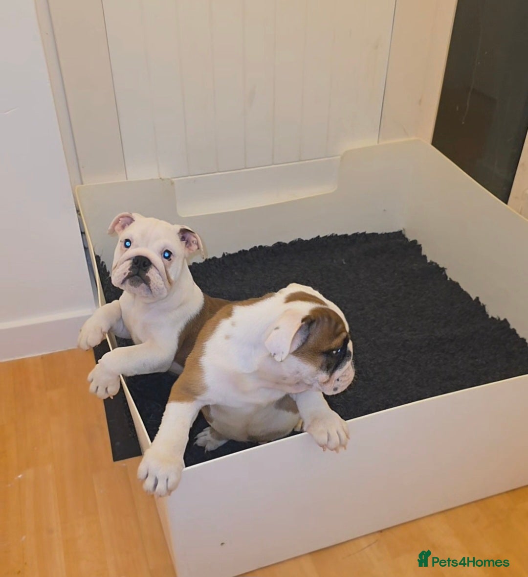 English Bulldog dogs for sale: English bulldog pups  - Image 2
