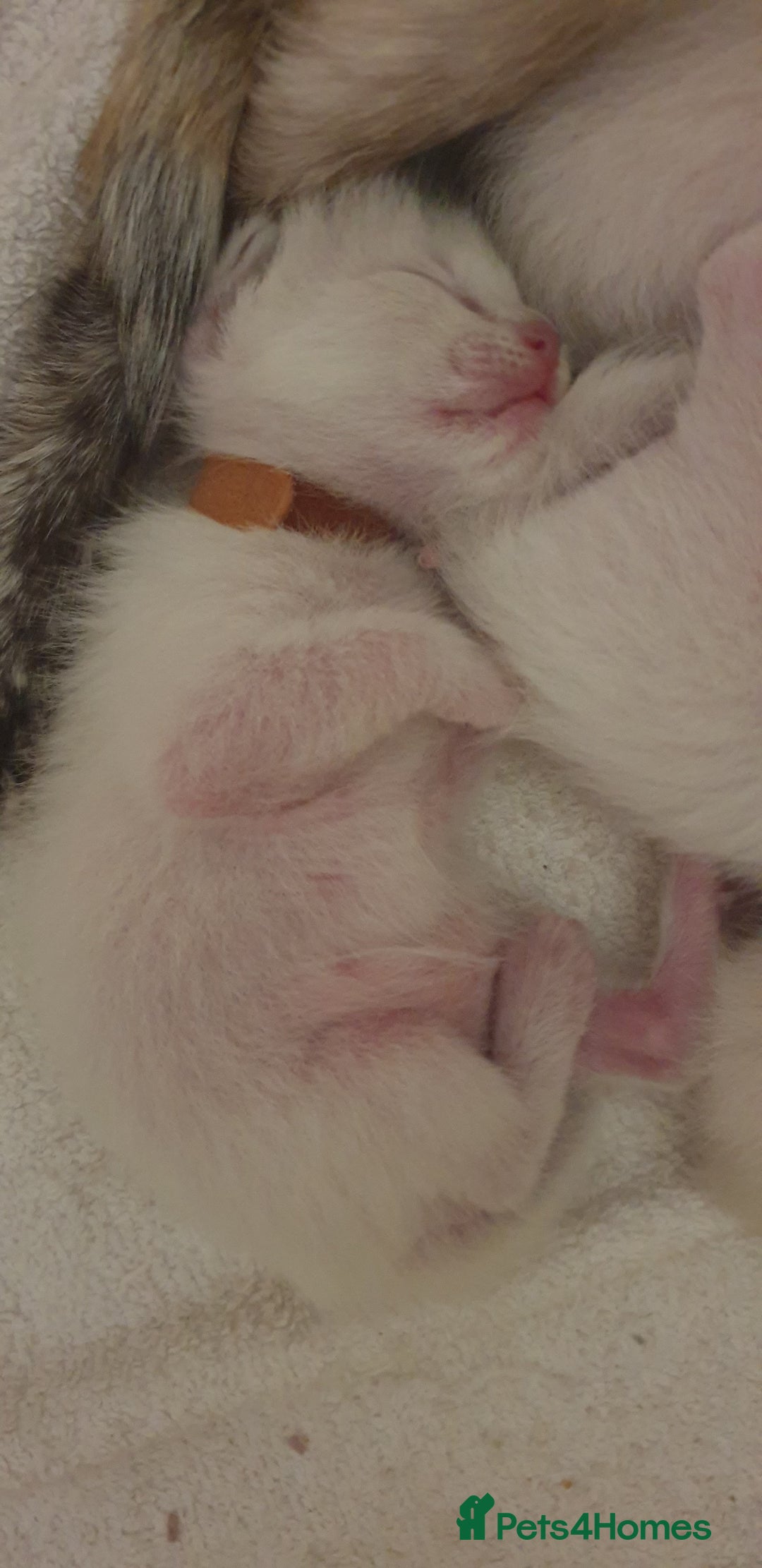 Ragamese cats for sale: Beautiful Ragamese Kittens  - Advert 11