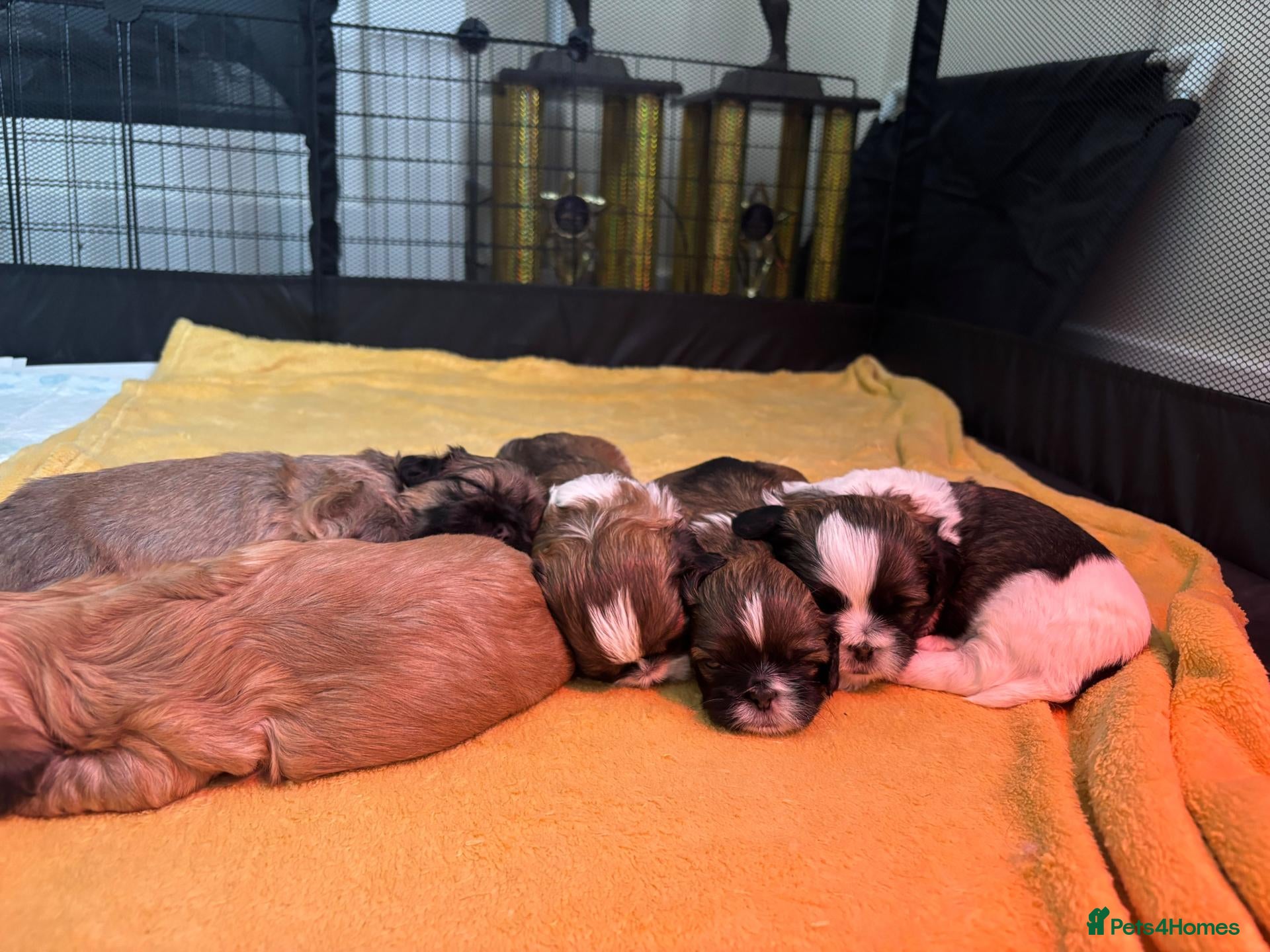 Malshi dogs for sale: Malshi puppies for sale - Advert 10