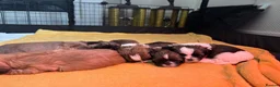 Malshi dogs for sale: Malshi puppies for sale in Crymych - Advert 1