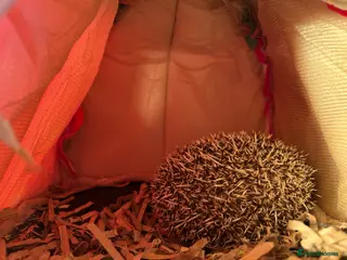 Pygmy Hedgehog rodents Prickles Pygmy hedgehog - Advert 1