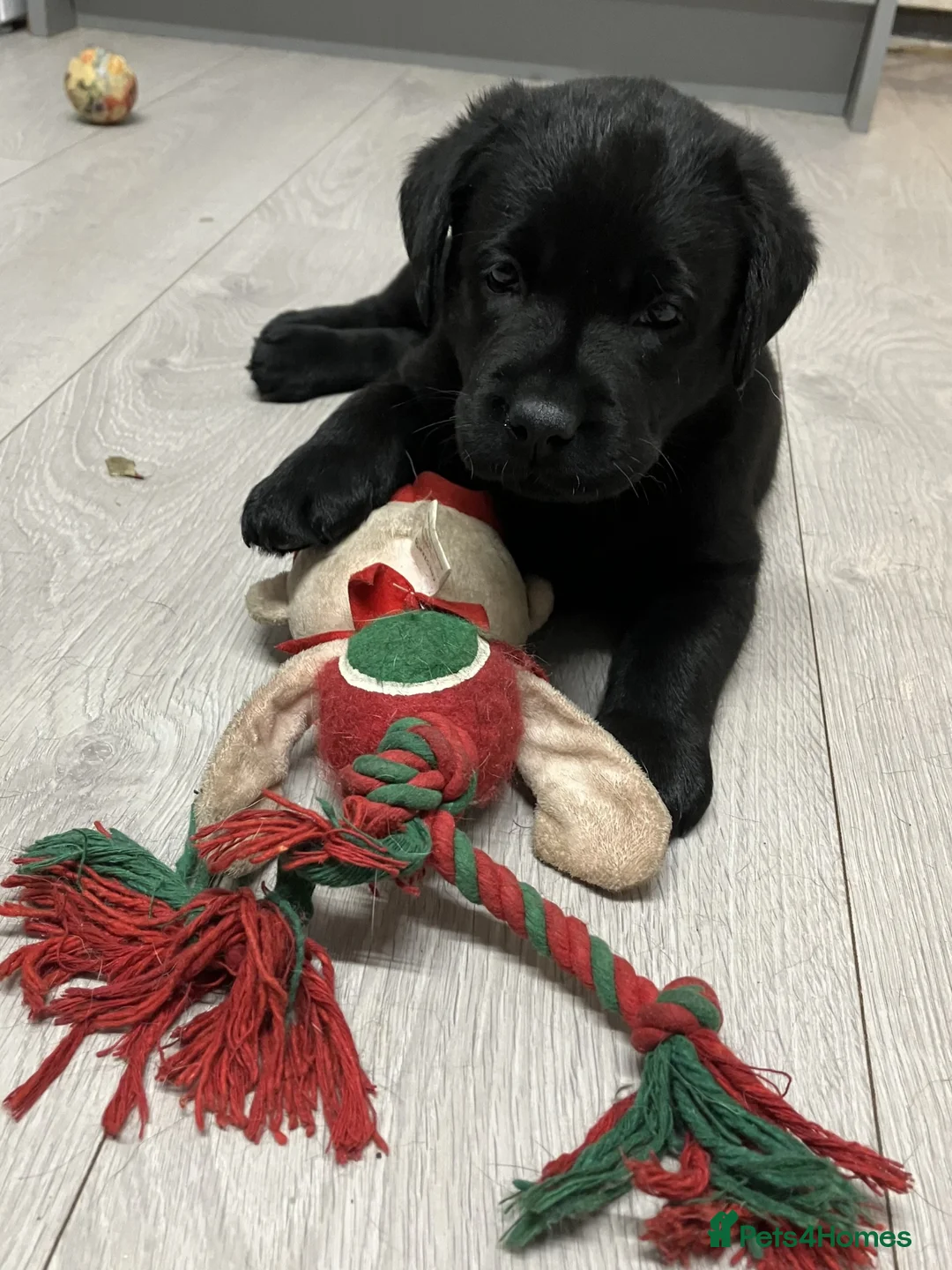 Labrador Retriever dogs for sale: CHUNKY TYPE BLACK KC REG LABRADOR PUPPIES - Advert 2