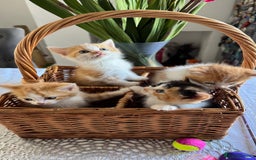 Persian cats for sale: Half Persian 3 Boys and 1 Girl  - Image 6