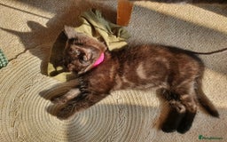 Maine Coon cats for sale: Maine coon x marble bengal unique kittens - Image 14