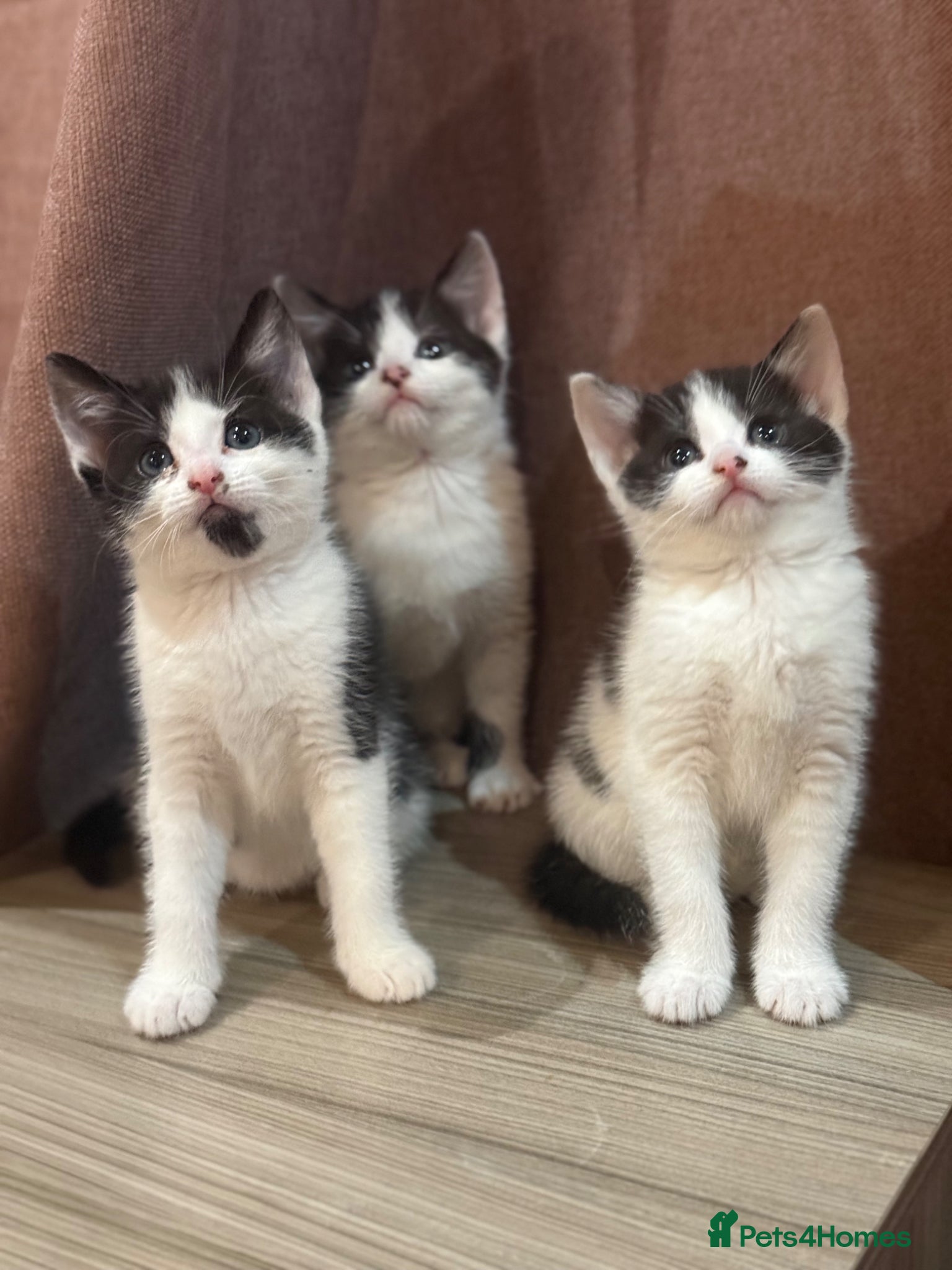 Mixed Breed cats 3 sweet kittens  - Advert 1