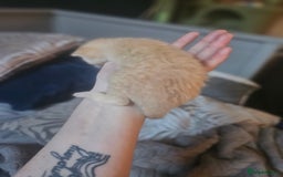 Sphynx cats for sale: Sphynx naked and coated  - Image 17