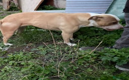Mixed Breed dogs for sale: Staffs x - Image 1