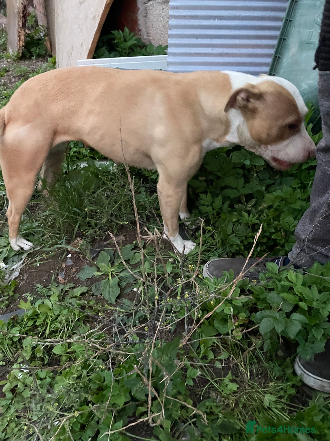 Mixed Breed dogs for sale: Staffs x - Image 1