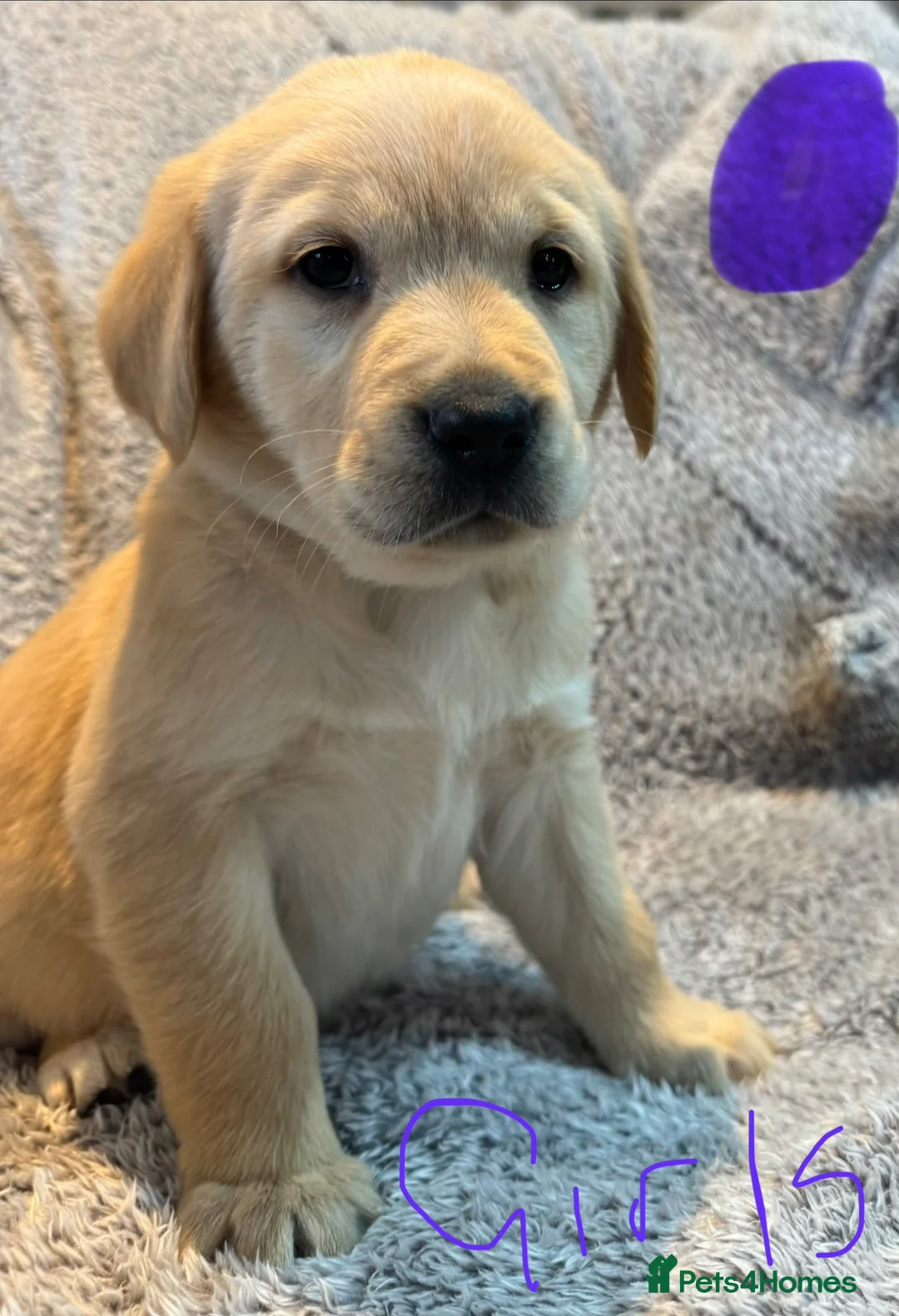 Goldador dogs for sale: Goldador pups - Advert 25