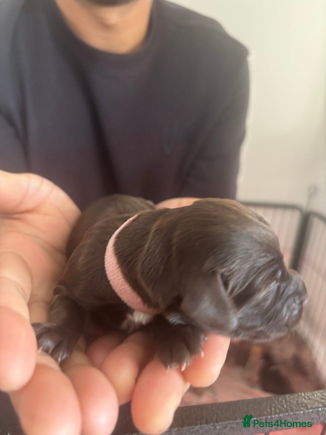 Cockapoo dogs for sale: Cockapoo puppies - Image 12