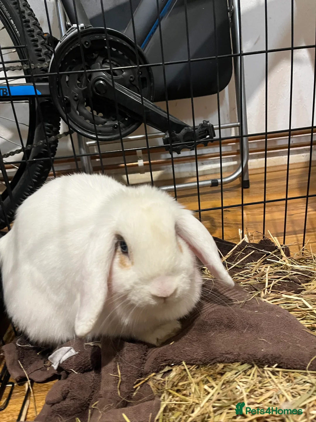 Mini Lop rabbits for sale: White rabbit  in Ipswich - Advert 5