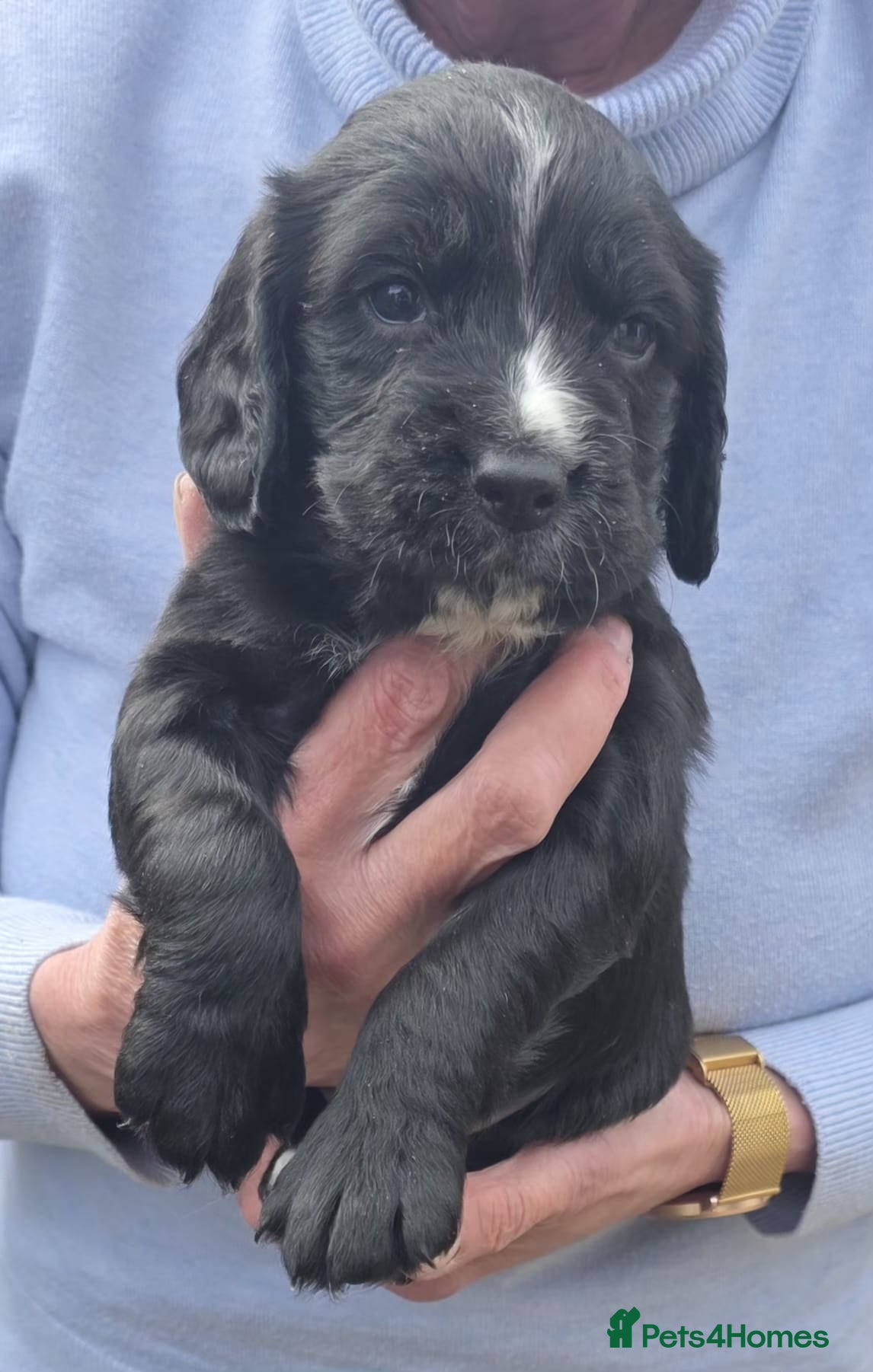 Cocker Spaniel Puppy 7