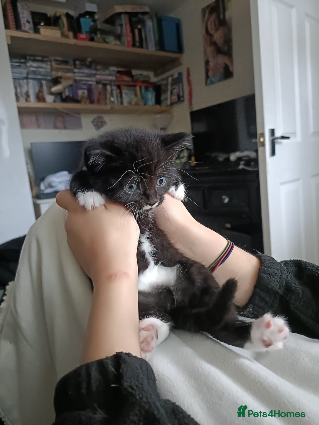 Mixed Breed cats for sale: 4 sweet ghost tabby tuxedo kittens - Image 35