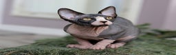 Sphynx cats for sale: Bloodline Sphynx Kittens  - Advert 8