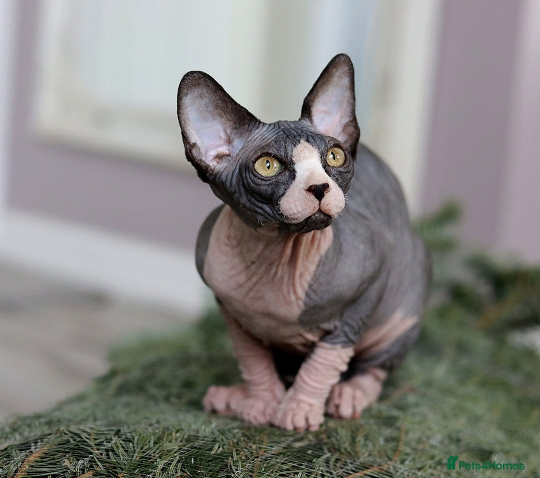 Sphynx cats for sale: Bloodline Sphynx Kittens  - Advert 8