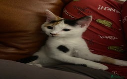 British Shorthair cats for sale:  **  5 month old kitten - Advert 1