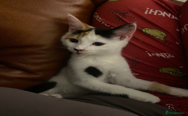 British Shorthair cats  **  5 month old kitten - Advert 15