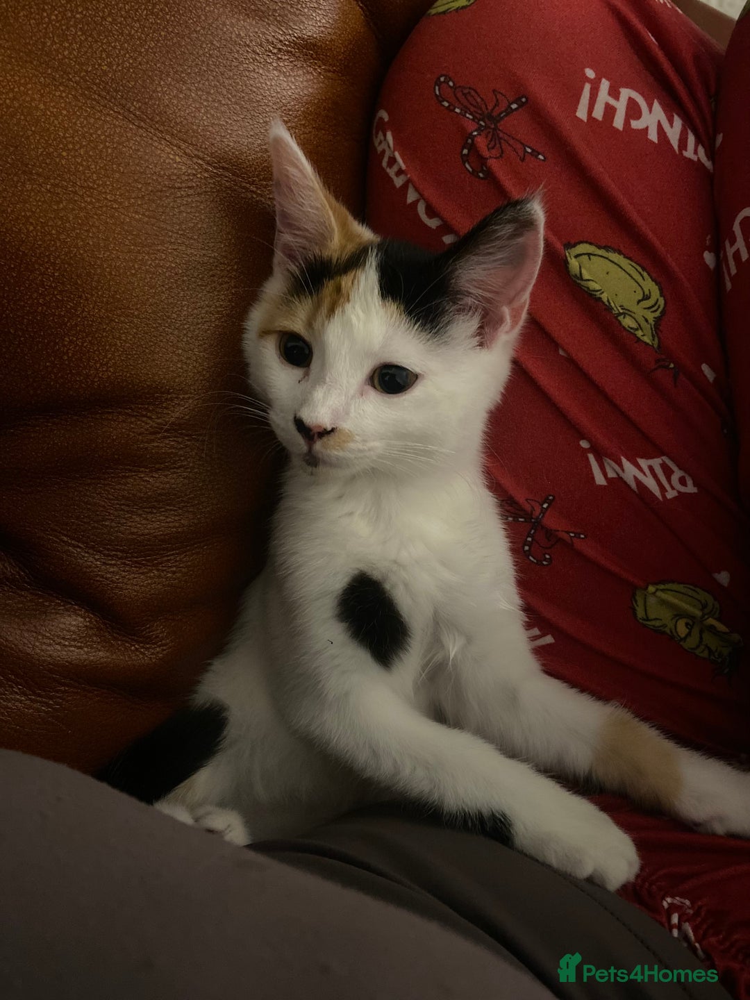 British Shorthair cats for sale:  **  5 month old kitten - Advert 1