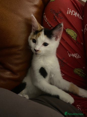 British Shorthair cats ** 5 month old kitten - Advert 2