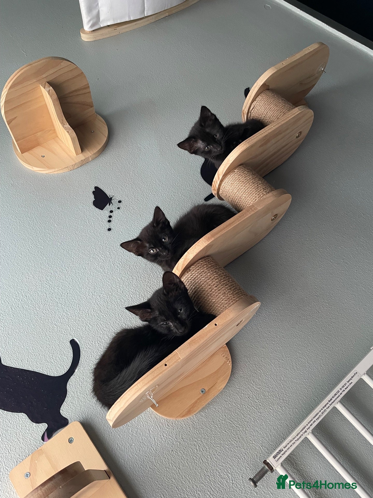 Mixed Breed cats Adorable kittens - Advert 16