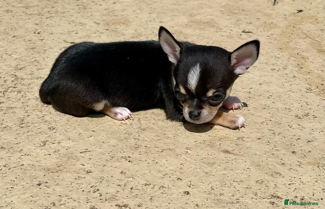 Chihuahua dogs for sale: KC Chihuahuas 🇬🇧 bloodlines 🌟🌟🌟🌟🌟 - Image 13
