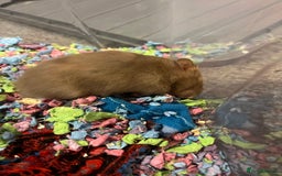 Hamster rodents for sale: Long Haired Syrian Hamster  - Image 2