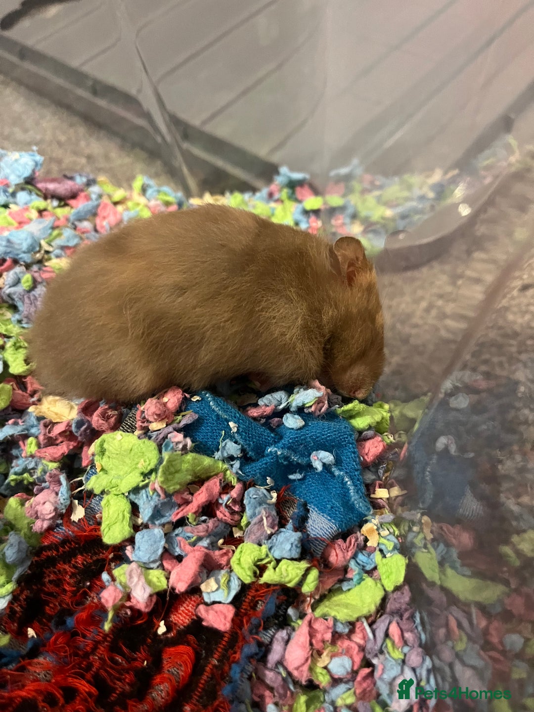 Hamster rodents for sale: Long Haired Syrian Hamster  - Image 2