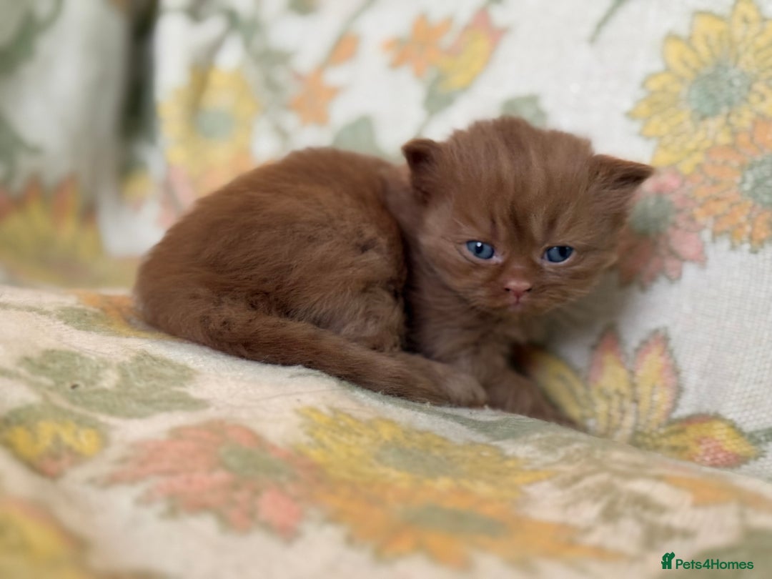 British Shorthair cats for sale: Beautiful GCCF and TICA reg British Shorthair  - Advert 18