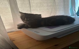 Maine Coon cats for sale: Maine coone mix lovely kitten in Leeds - Image 13