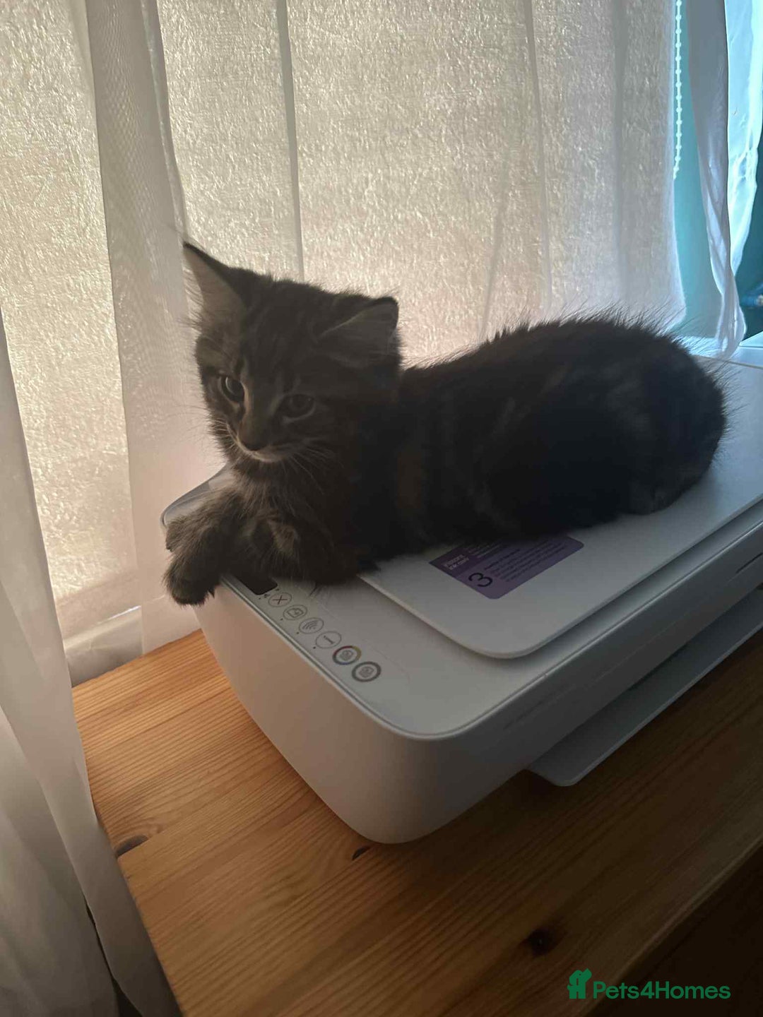 Maine Coon cats for sale: Maine coone mix lovely kitten in Leeds - Image 13