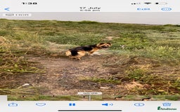 German Shepherd dogs for sale: Beautiful German shepherd bitch - Image 4