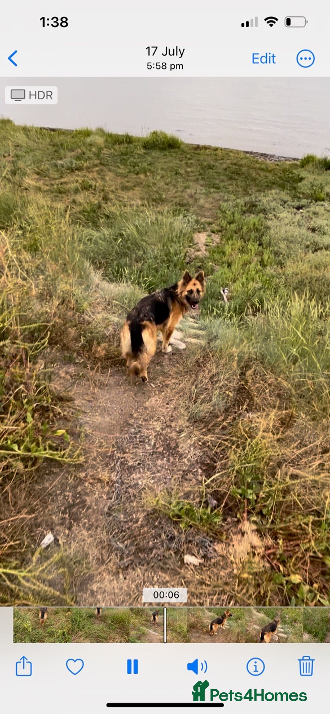 German Shepherd dogs for sale: Beautiful German shepherd bitch - Image 4