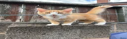 Mixed Breed cats for sale: 2 male kittens  in Knottingley - Advert 4