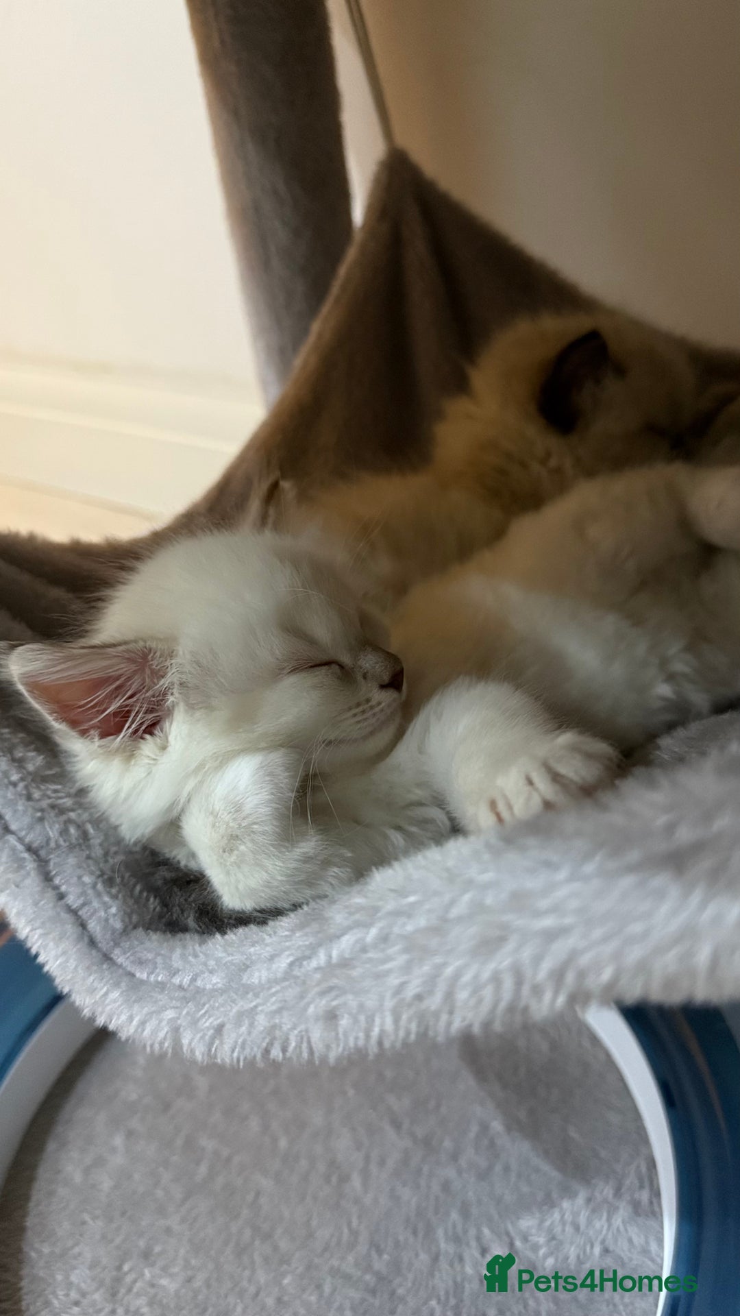 Ragdoll cats for sale: Beautiful Ragdoll Kittens for Sale – 2Boys&2Girls - Advert 9