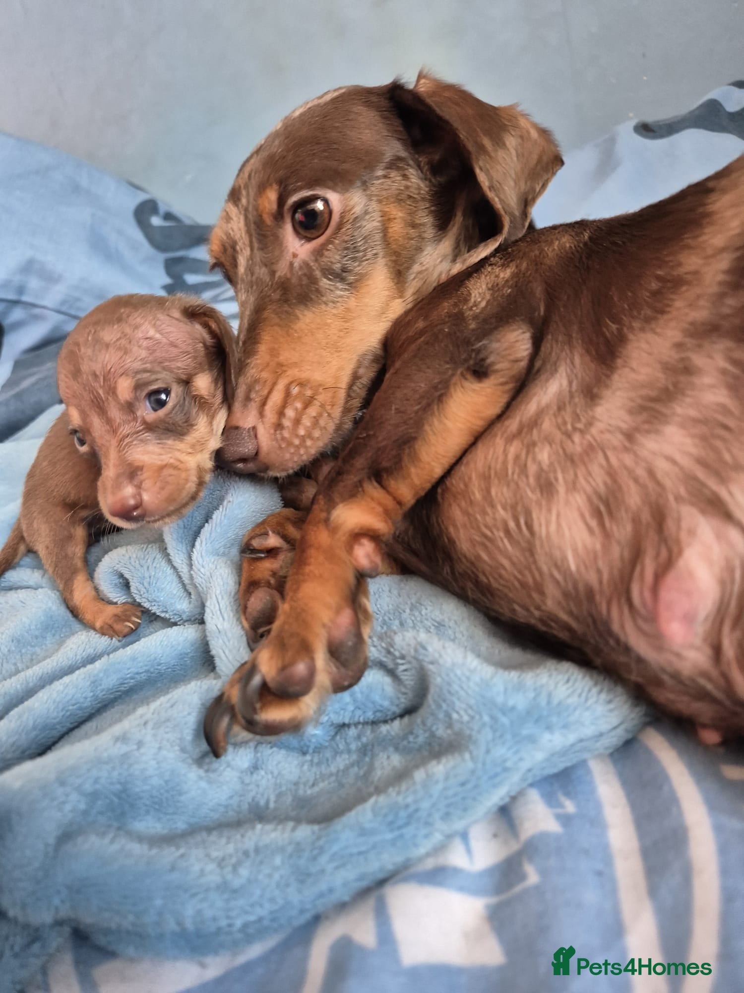 Miniature Dachshund dogs Miniature Dachshunds KC REG Dapple & Chocolate  - Advert 1