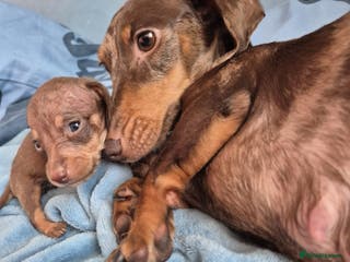 Miniature Dachshund dogs Miniature Dachshunds KC REG Dapple & Chocolate - Advert 2