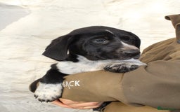 Mixed Breed dogs for sale: Gorgeous pointer x collie - Image 4